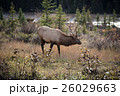 Elk in a medow 3 26029663
