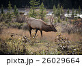 Elk in a medow 4 26029664
