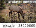 Elk in a medow 9 26029665