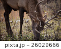 Elk in a medow 10 26029666