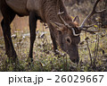 Elk in a medow 11 26029667