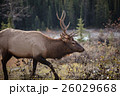 Elk in a medow 12 26029668