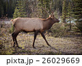 Elk in a medow 14 26029669