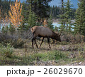 Elk in a medow 15 26029670