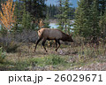 Elk in a medow 16 26029671
