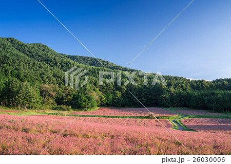 赤そば畑 赤そば畑 26030006