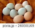 アローカナ卵 アローカナ卵 26030169