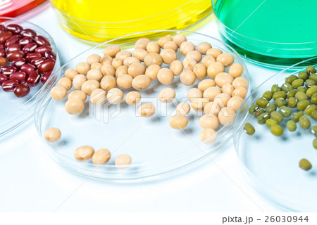 Legume with Wheat genetically modified, Plant Cell Legume with Wheat genetically modified, Plant Cell 26030944