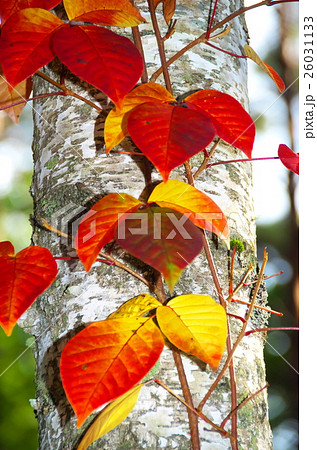 ツタウルシ 紅葉 ツタウルシ 紅葉 26031133