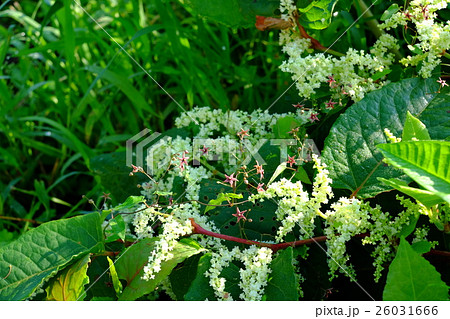 コカモメヅルとイタドリの花 26031666
