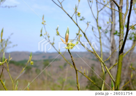 山林、春の風景 26031754
