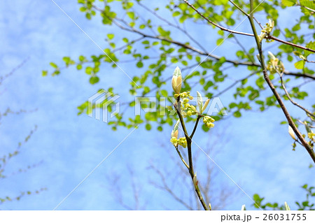 アブラチャンの花 アブラチャンの花 26031755
