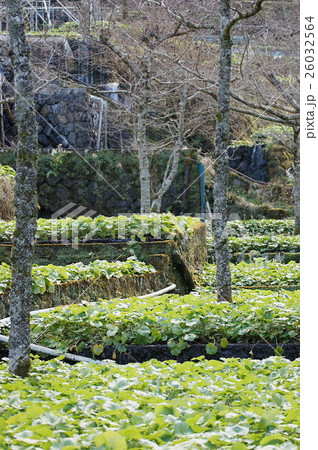 伊豆いかだば わさび田 棚田風景 タテ 伊豆いかだば わさび田 棚田風景 タテ 26032564