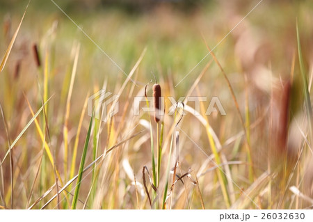 がまの穂 26032630