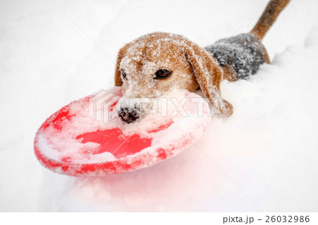 フリスビーをくわえて雪を漕ぐビーグル 26032986