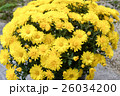 小菊の鉢植え 26034200