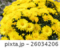 満開の小菊 26034206
