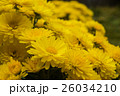 小菊の鉢植え 26034210
