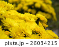 小菊の鉢植え 26034215