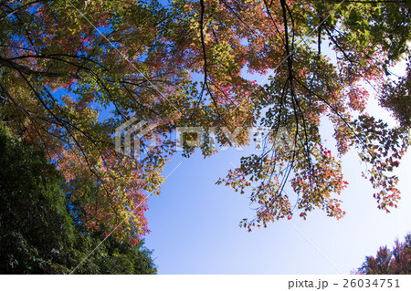 紅葉と空 レタッチにてより青く(11月の空) 紅葉と空 レタッチにてより青く(11月の空) 26034751