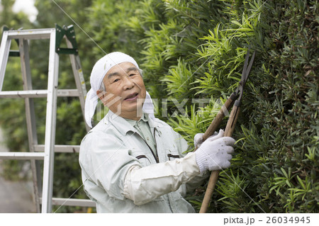 植木剪定 26034945