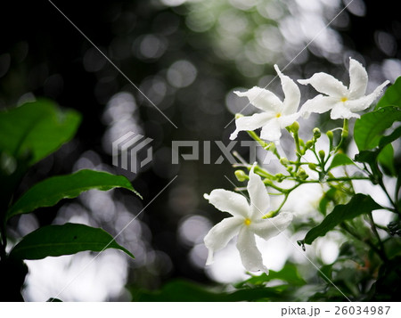 Gerdenia Crape Jasmine, white flowers outdoor 26034987