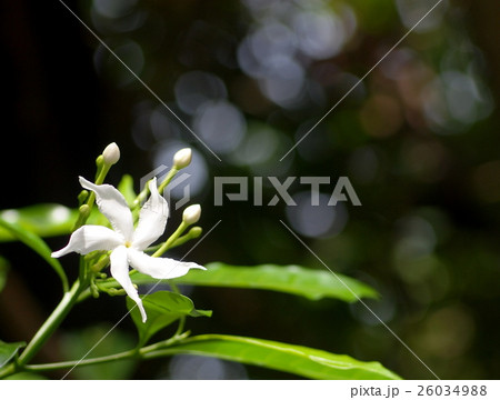 Gerdenia Crape Jasmine, white flowers outdoor 26034988