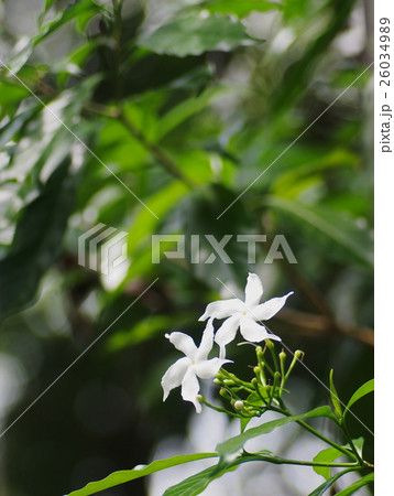 Gerdenia Crape Jasmine, white flowers outdoor Gerdenia Crape Jasmine, white flowers outdoor 26034989
