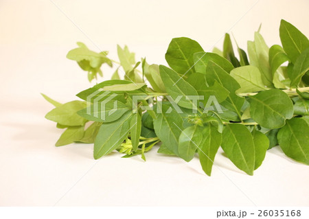 枸杞葉（クコの葉） 26035168