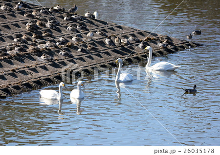 コハクチョウ左2羽とオオハクチョウ右2羽、コハクチョウとオオハクチョウの大きさの違いがわかる画像 26035178