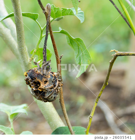 Rotten eggplant on the tree in the garden. Rotten eggplant on the tree in the garden. 26035541