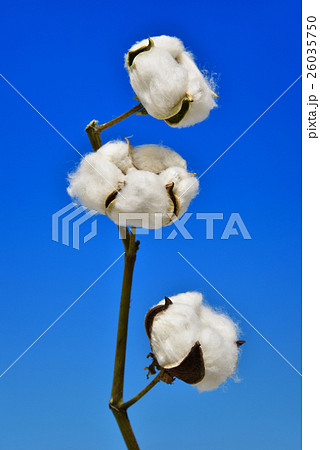 綿花 綿花 26035750