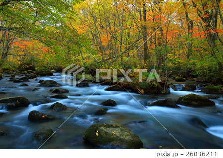 紅葉の奥入瀬渓流 紅葉の奥入瀬渓流 26036211