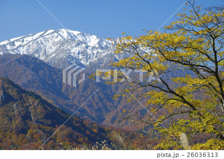 黄色く紅葉した木と雪の飯豊連峰 黄色く紅葉した木と雪の飯豊連峰 26036313