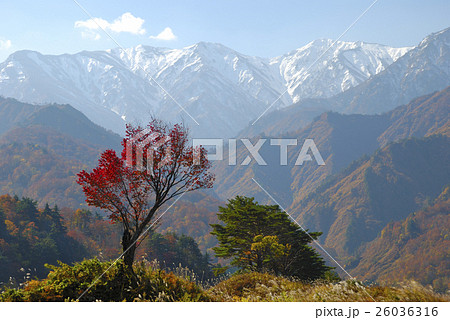 雪の飯豊連峰をバックに赤く紅葉した木 雪の飯豊連峰をバックに赤く紅葉した木 26036316