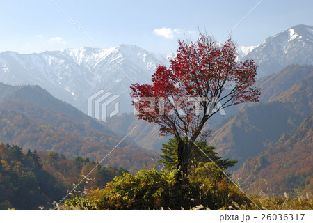 雪の飯豊連峰をバックに赤く紅葉した木 雪の飯豊連峰をバックに赤く紅葉した木 26036317