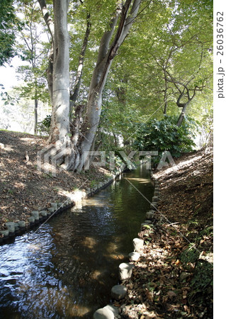 千川上水 千川上水 26036762