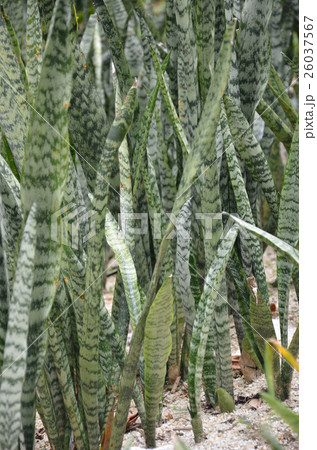 Leaves surface texture of snake plant Leaves surface texture of snake plant 26037567
