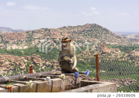 ハンピヴィレッジのお猿さん 26038606