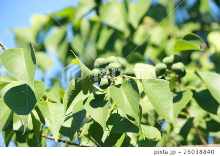 ナンキンハゼ ナンキンハゼ 26038840