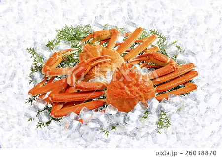 ズワイガニ ズワイガニ 26038870