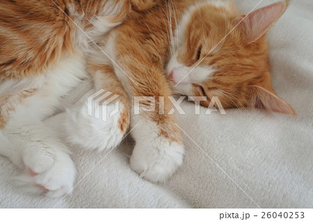 ノルウェージャンの寝顔 26040253