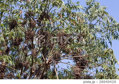 櫨（ハゼ）の木 26040420