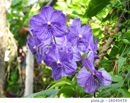 ラン科の花 バンダ属 バンダ サンサイ ブルーの写真素材