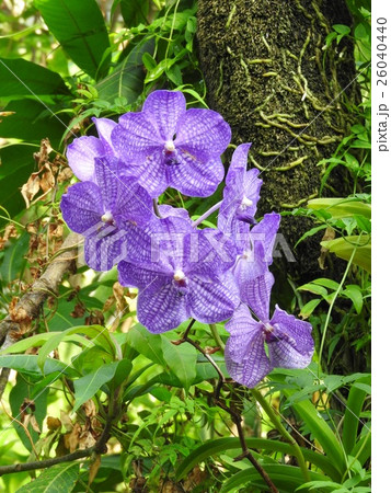 ラン科の花 バンダ属 バンダ サンサイ ブルーの写真素材