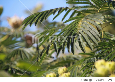 ねむの木の葉っぱ 26041129