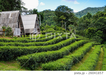 homestay in tea garden at the mountain 26041857