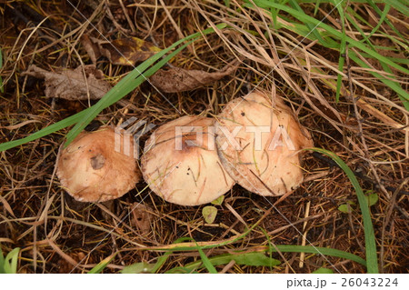 シロヌメリイグチ 26043224