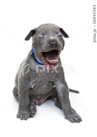 Thai ridgeback puppy yawning 26043563