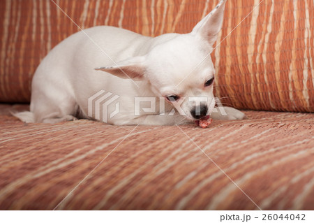 White Chihuahua lying on sofa, 3 years old female. 26044042